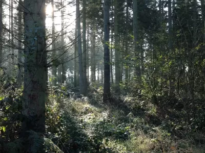 guy-jones-forestry-gallery-10