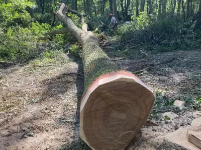 guy-jones-forestry-gallery-15