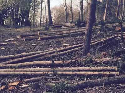 guy-jones-forestry-gallery-4